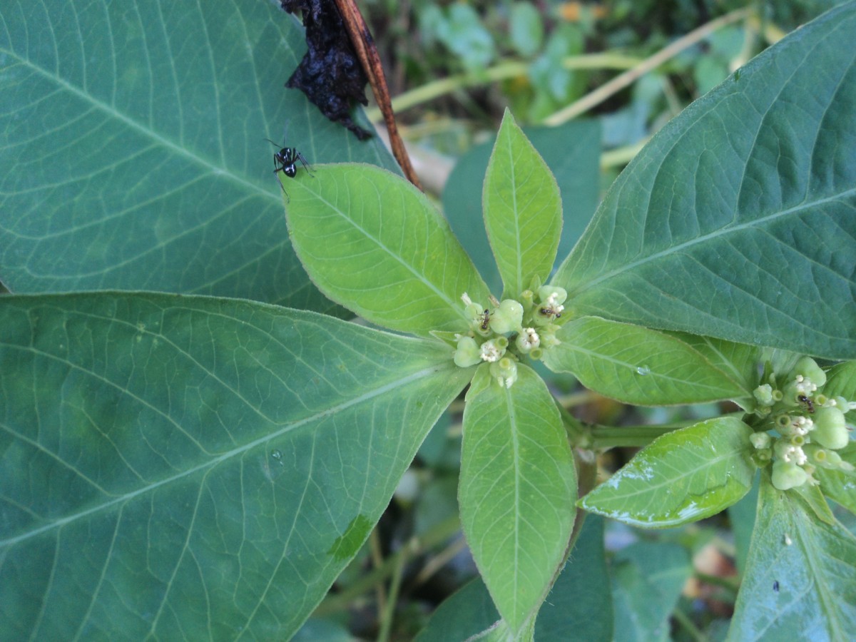 Euphorbia heterophylla L.